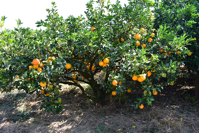 種植基地